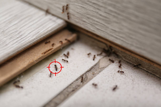Trusted Burnsville, MN Pest Control Experts