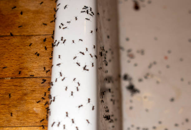Pest Prevention Services in Burnsville, MN